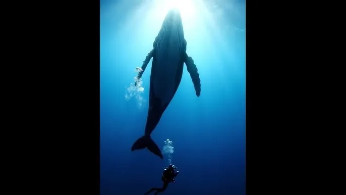 米胡桃 - 深蓝星球：探索海洋深处的未知世界